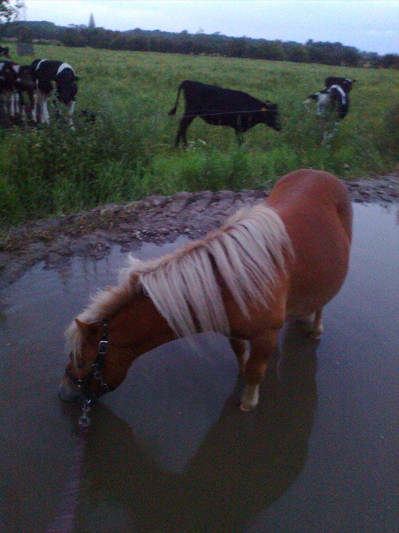 Shetlænder Carlo billede 18