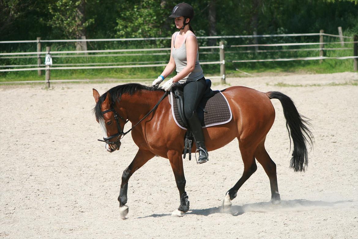 DSP Moonjam´s Princess billede 5