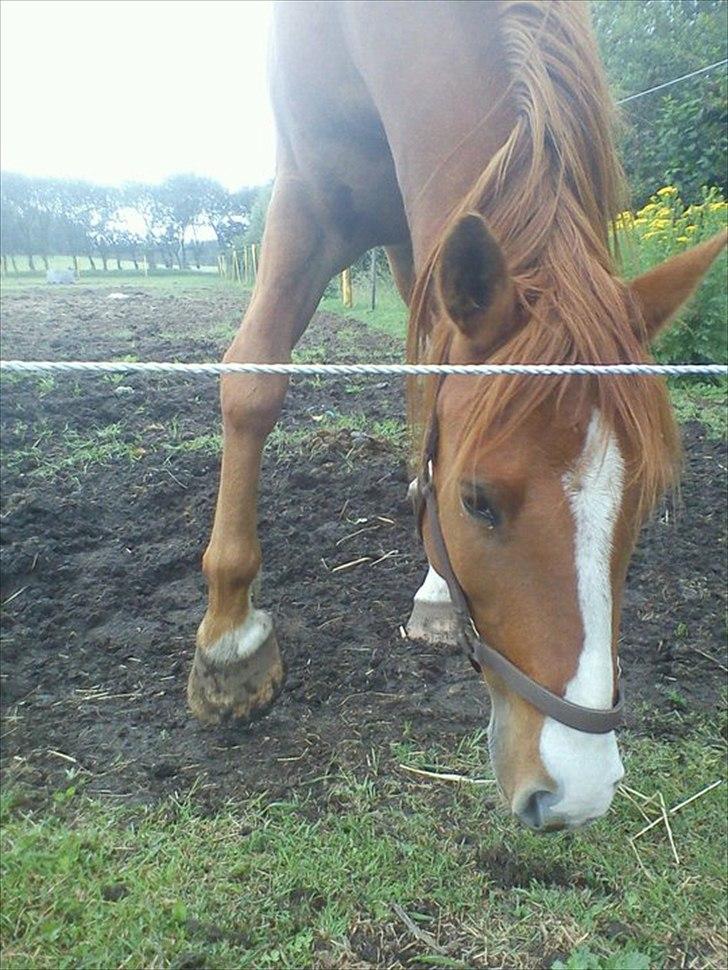 Anden særlig race Aros »Stjernen! - # 6 billede 6