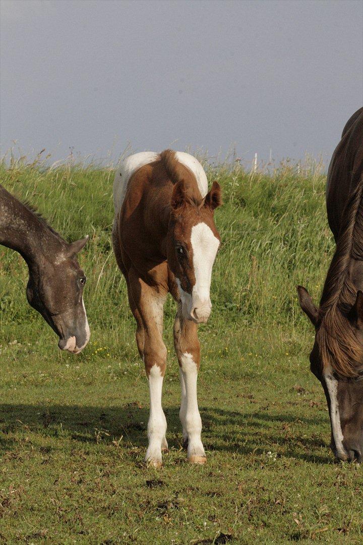 Appaloosa Hellmoose Conclusion billede 14