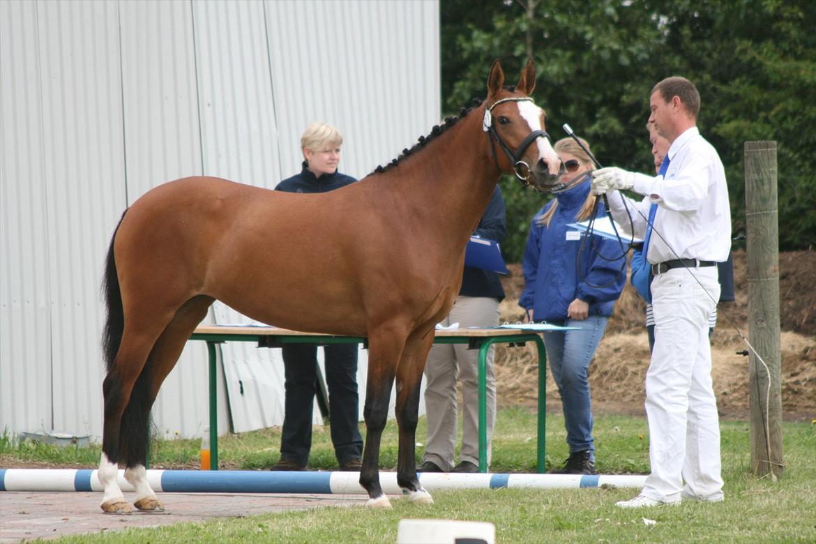 DSP Moonjam´s Princess billede 6