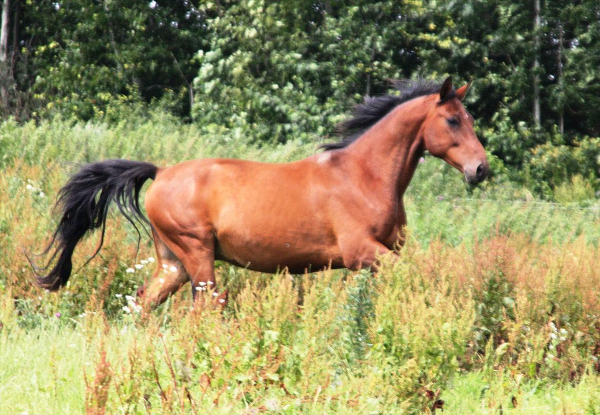 Dansk Varmblod Casall billede 1