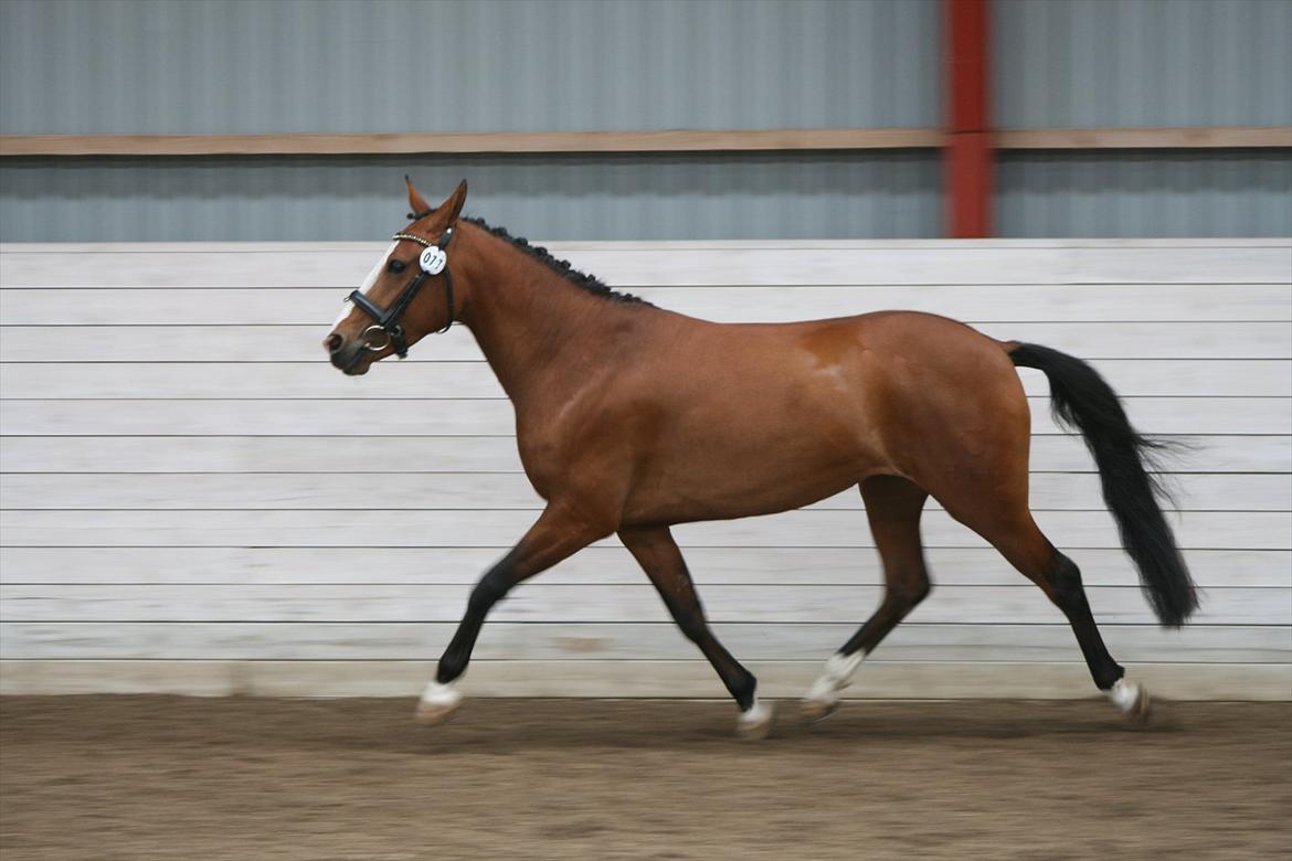 DSP Moonjam´s Princess billede 7