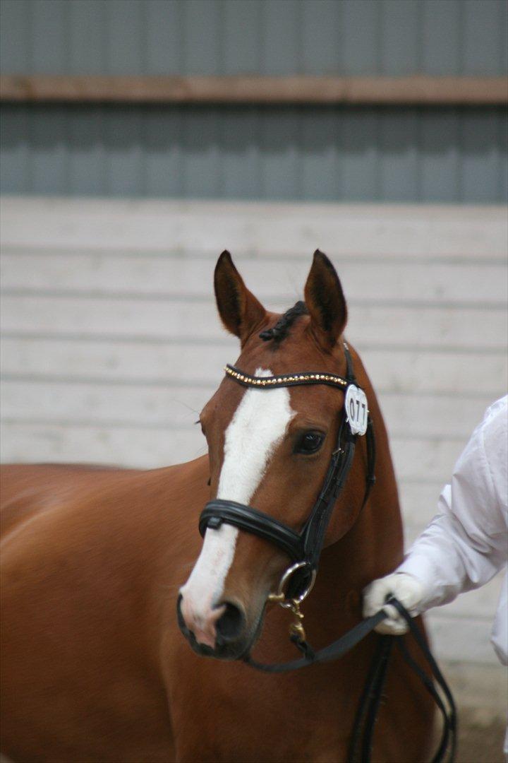 DSP Moonjam´s Princess billede 8