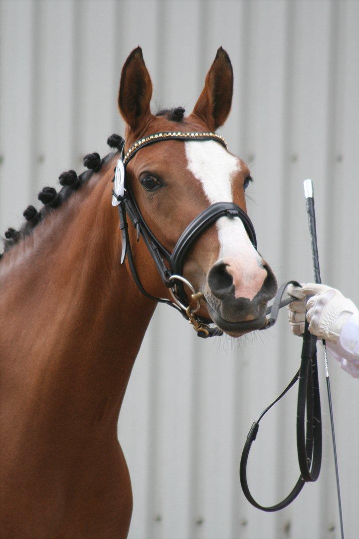 DSP Moonjam´s Princess billede 9