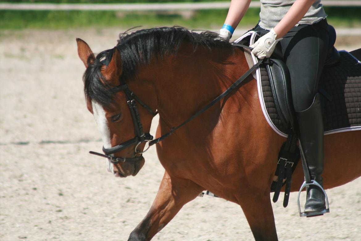 DSP Moonjam´s Princess billede 10