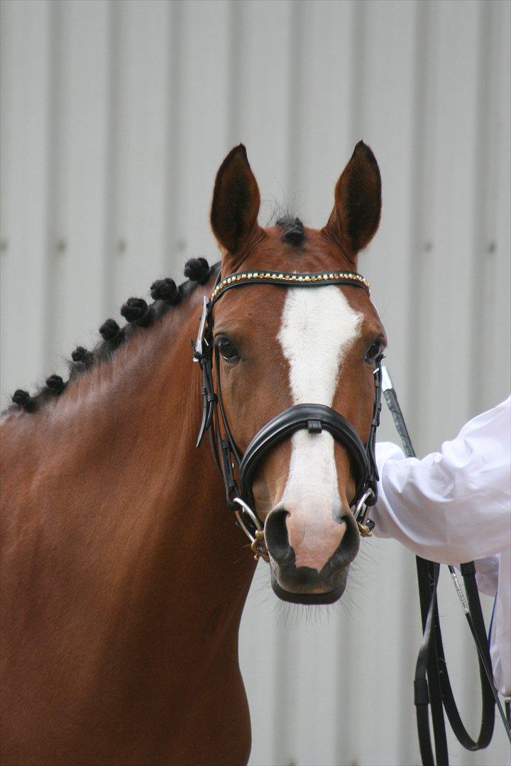 DSP Moonjam´s Princess billede 11