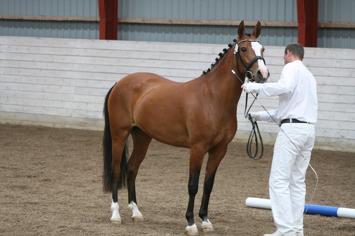 DSP Moonjam´s Princess billede 12