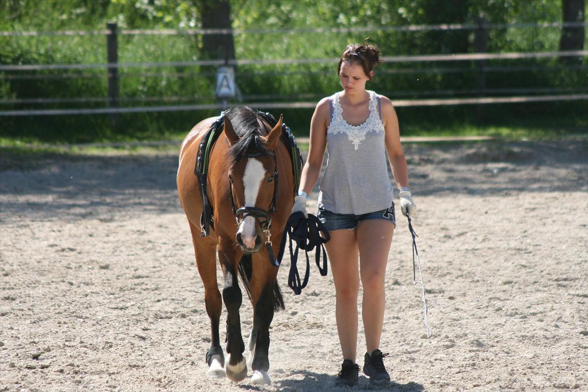 DSP Moonjam´s Princess billede 13