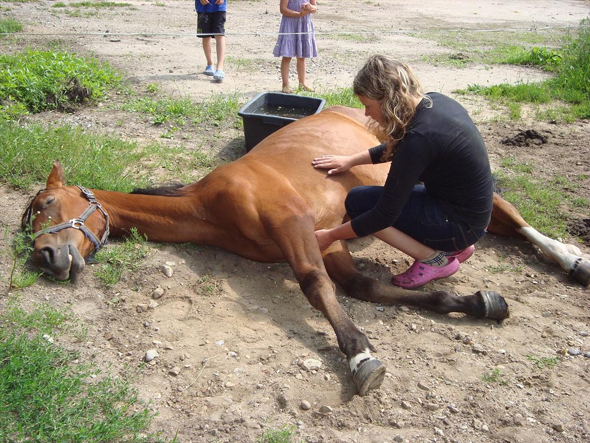 Anden særlig race Stabygårds Meegosh - Søøøde Meegosh sover :D billede 9