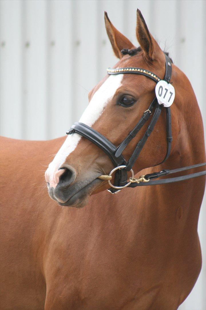 DSP Moonjam´s Princess billede 14