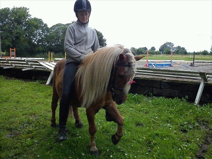 Shetlænder Nalle  - bedste nalle <3  billede 15