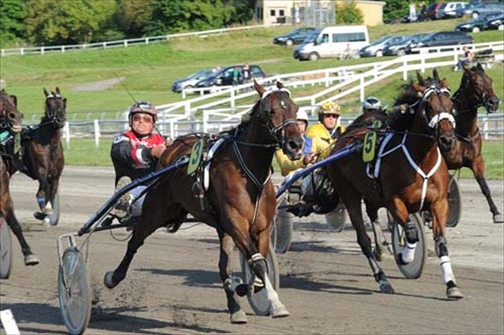 Traver Omars Sahara - På vej mod sin tiende 2. plads - hun har nr. 5 billede 19