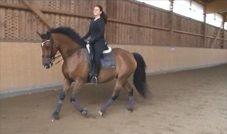 Dansk Varmblod Storgårdens Rosalia billede 14