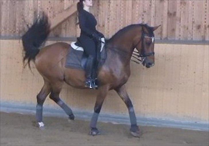 Dansk Varmblod Storgårdens Rosalia billede 15