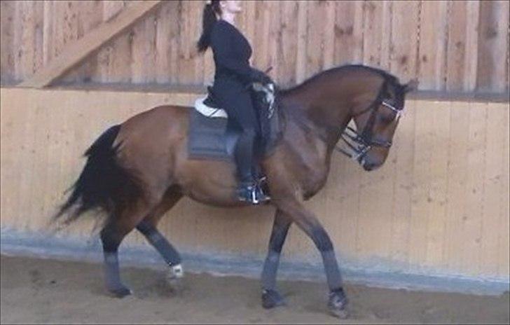 Dansk Varmblod Storgårdens Rosalia billede 16