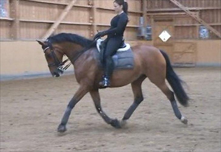 Dansk Varmblod Storgårdens Rosalia billede 17