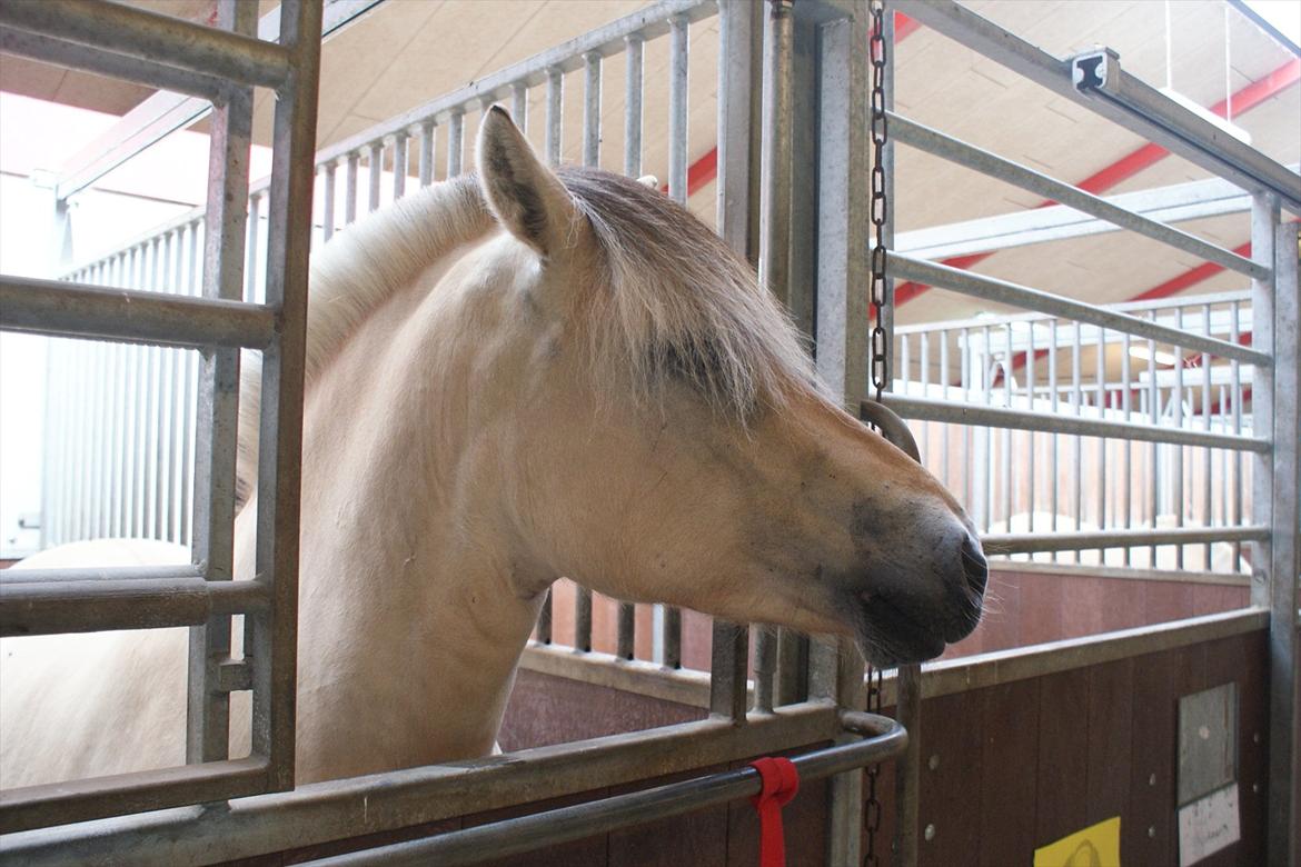 Fjordhest Højgaards Heisa (solgt) - I boksen til medaljekåring d. 17/7-11. billede 8