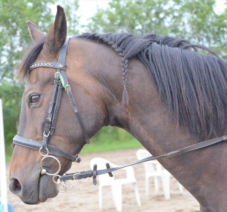 Anden særlig race Zatin - Låner! d:<3 billede 10