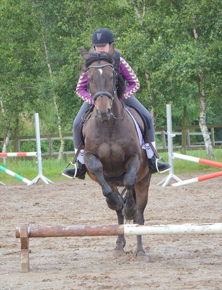 Anden særlig race Zatin - Låner! d:<3 billede 13