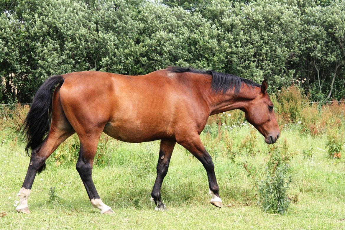 Dansk Varmblod Casall billede 2