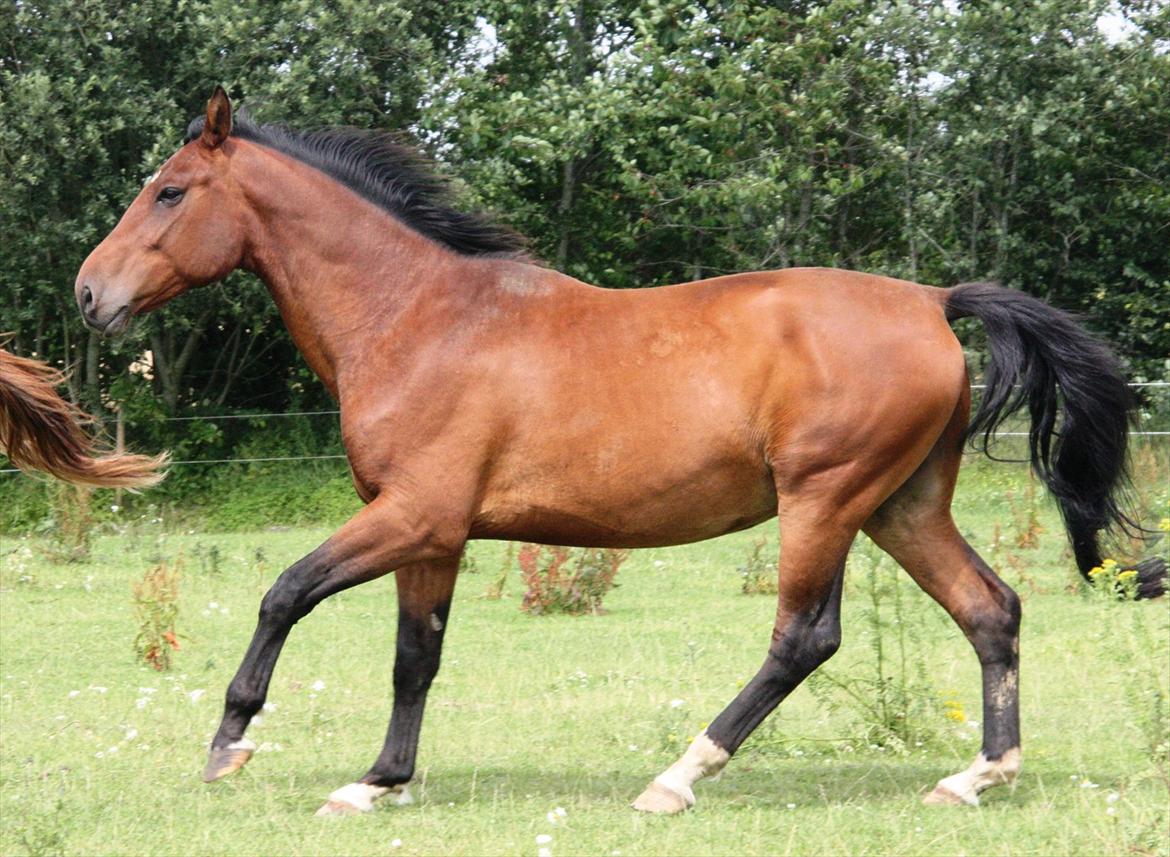 Dansk Varmblod Casall billede 3