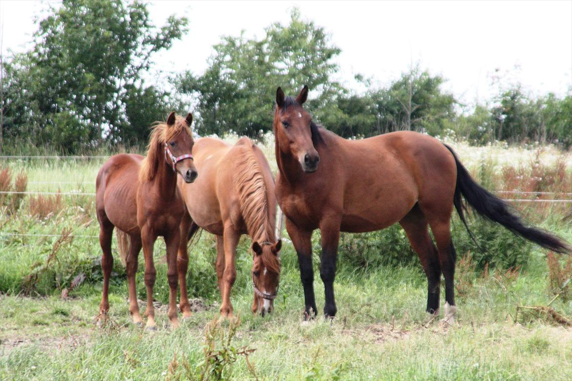 Dansk Varmblod Casall billede 4