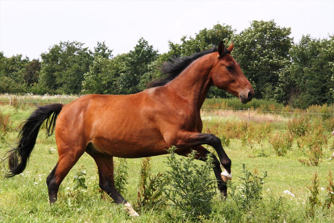 Dansk Varmblod Casall billede 5