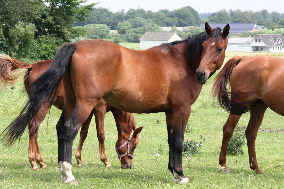 Dansk Varmblod Casall billede 6