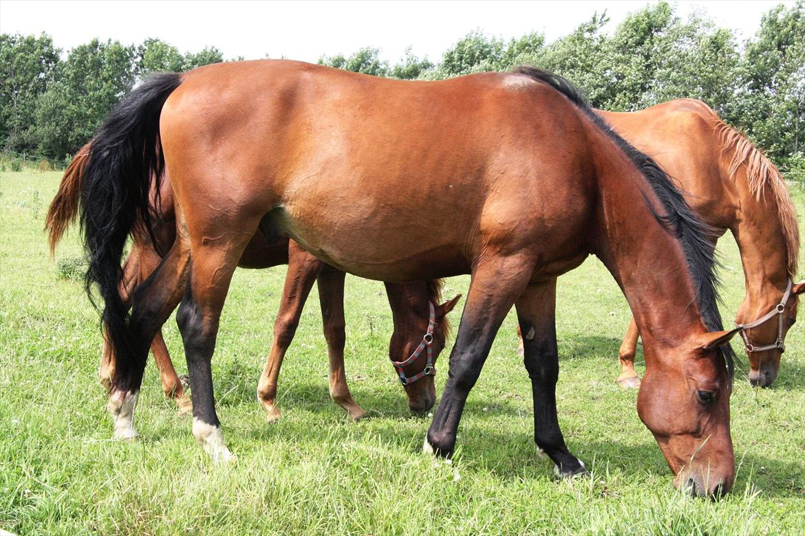 Dansk Varmblod Casall billede 8