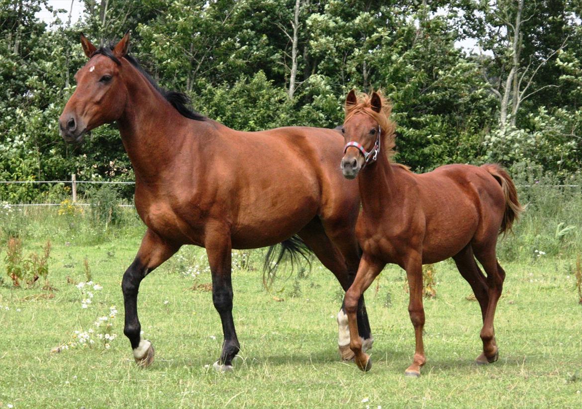 Dansk Varmblod Casall billede 9