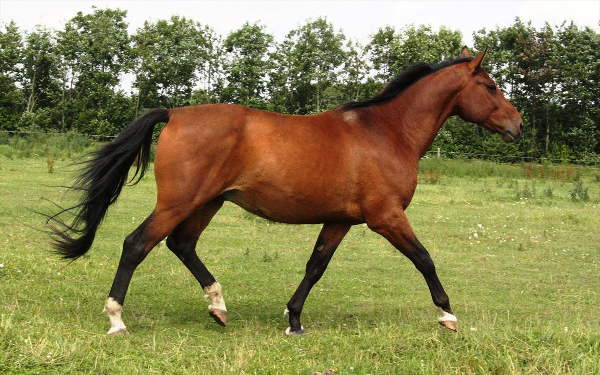 Dansk Varmblod Casall billede 11