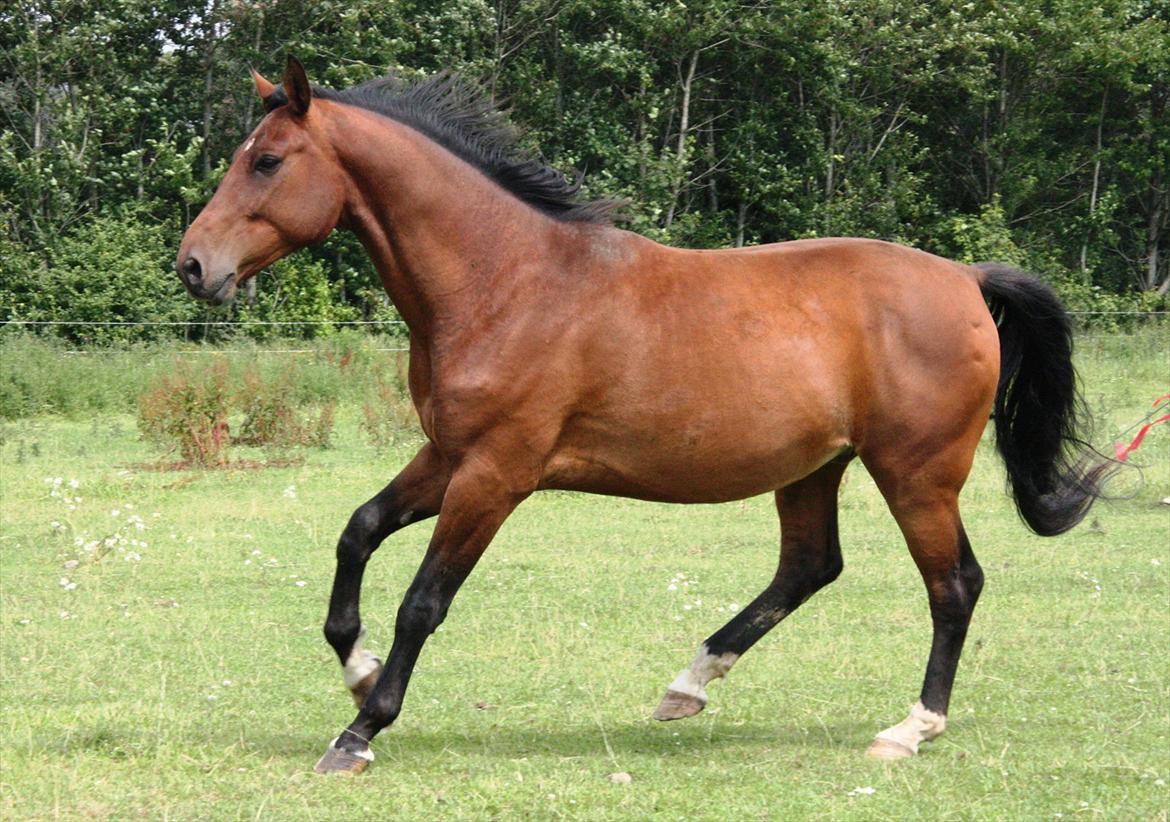 Dansk Varmblod Casall billede 12