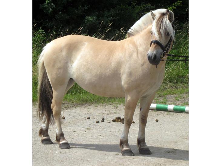 {{currentPhoto.altText}} billede {{currentPhoto.number}}