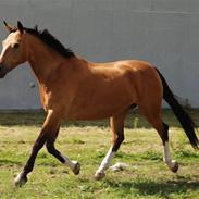 Oldenborg *Golden Fabia* <3 †aflivet†