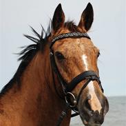 Oldenborg *Golden Fabia* <3 †aflivet†