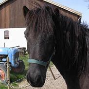 Islænder Siggi fra søric