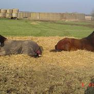 Connemara Skatholm May Lace