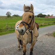 Fjordhest Laika