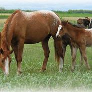 Knabstrupper Holmegaardens Fikola