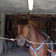 Koldblodstraver Molteberg Prinsen