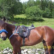 Koldblodstraver Molteberg Prinsen