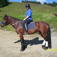 Koldblodstraver Molteberg Prinsen