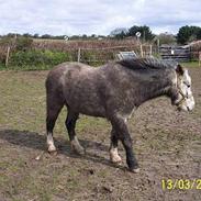 Anden særlig race Leopold