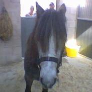 Anden særlig race Leopold