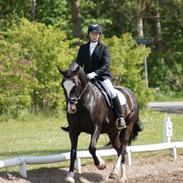 Welsh Cob (sec D) Pendal Stormaround