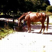 Anden særlig race Abchalut