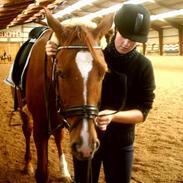 Anden særlig race Abchalut