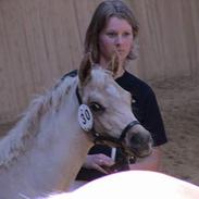 Palomino Gantrup Tjalfe