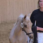 Palomino Gantrup Tjalfe